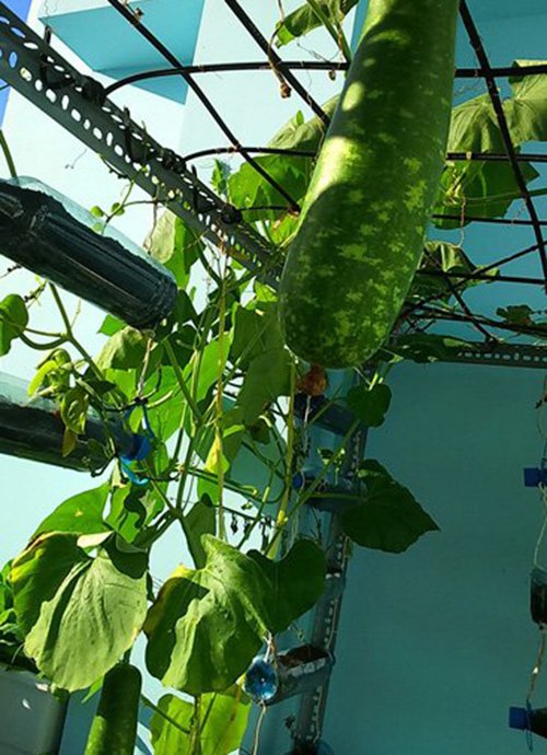 5 loại quả họ nhà bí và đậu nên trồng tháng 7, 8