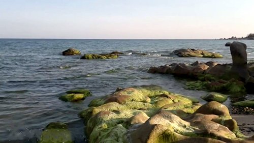 Ngỡ ngàng với bãi đá "biến đổi màu" ở biển Cổ Thạch