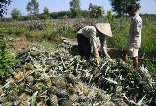 ĐBSCL: Giá dứa tăng cao, nông dân thu lãi lớn