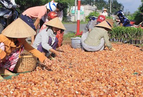 Bến Tre: Sau hạn mặn, cây giống tăng giá gấp 2-3 lần