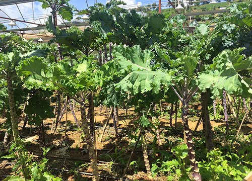 Lạc vào xứ sở rau cải "khổng lồ" siêu lạ ở Đà Lạt