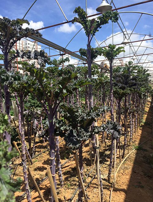 Lạc vào xứ sở rau cải "khổng lồ" siêu lạ ở Đà Lạt