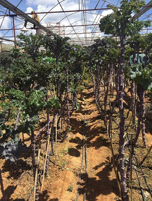 Lạc vào xứ sở rau cải "khổng lồ" siêu lạ ở Đà Lạt