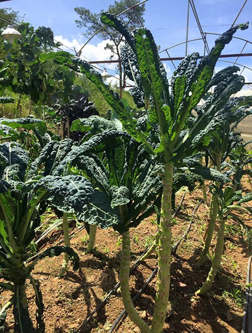 Lạc vào xứ sở rau cải "khổng lồ" siêu lạ ở Đà Lạt