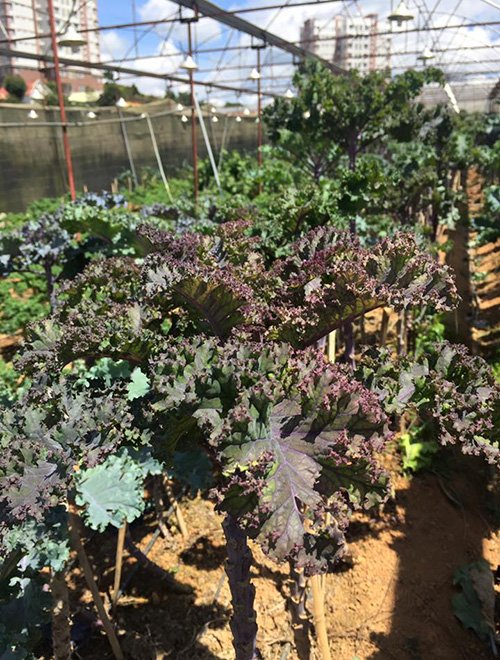 Lạc vào xứ sở rau cải "khổng lồ" siêu lạ ở Đà Lạt