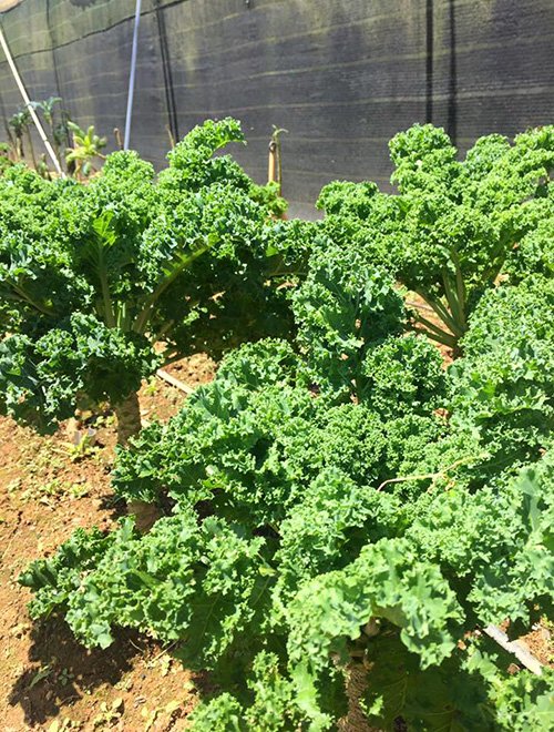 Lạc vào xứ sở rau cải "khổng lồ" siêu lạ ở Đà Lạt