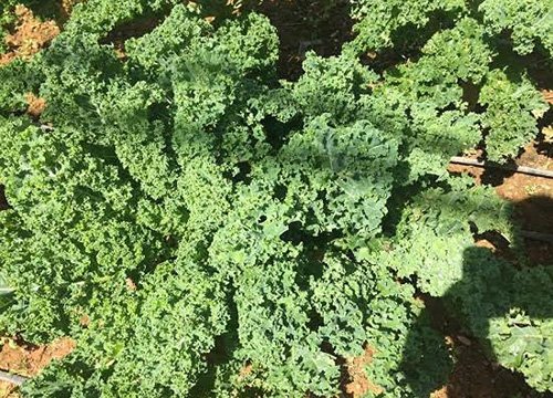 Lạc vào xứ sở rau cải "khổng lồ" siêu lạ ở Đà Lạt