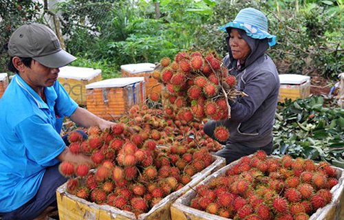 Nông dân Đồng Nai "ồ ạt" trồng chôm chôm Thái