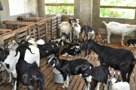 Nuôi dê ở vùng cát, thu hàng trăm triệu đồng mỗi năm