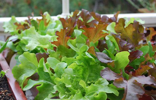 10 loại rau củ thích hợp nhất để trồng ở cửa sổ