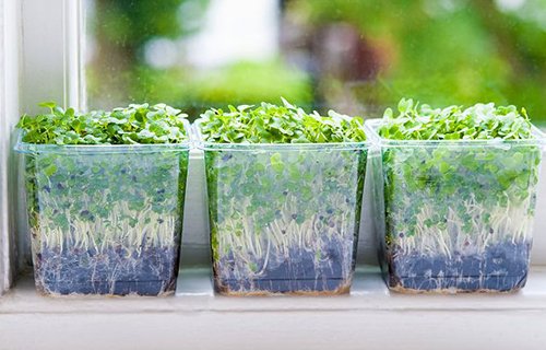 10 loại rau củ thích hợp nhất để trồng ở cửa sổ