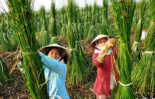 Vẻ đẹp thanh bình như cõi mơ ở làng chiếu cói Bình Định