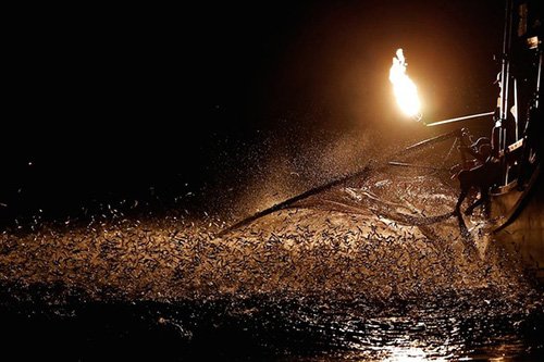 "Đã mắt" với màn đánh cá bằng lửa đẹp mê hoặc ở Đài Loan