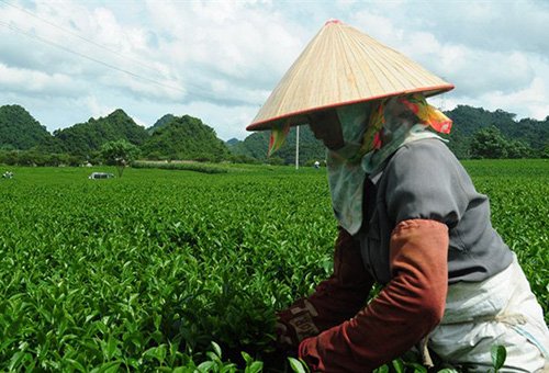 Hết dự án, VietGAP cũng ra đi vì đầu ra, hiệu quả mờ mịt