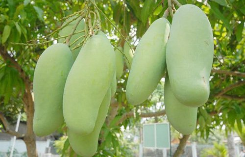 Dân miền Tây đua nhau trồng xoài Đài Loan