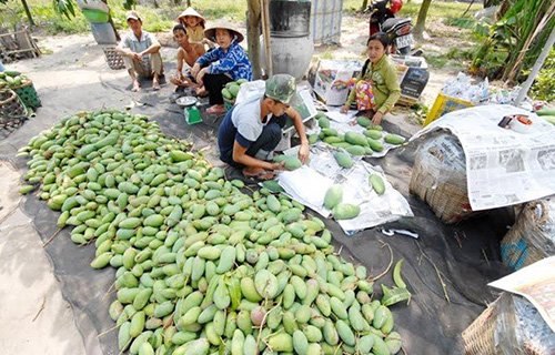 Dân miền Tây đua nhau trồng xoài Đài Loan