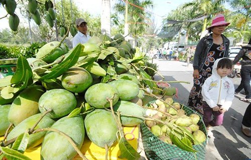 Dân miền Tây đua nhau trồng xoài Đài Loan