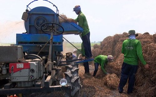 Trồng rau muống lấy hạt - lợi nhuận cao hơn nhiều trồng lúa