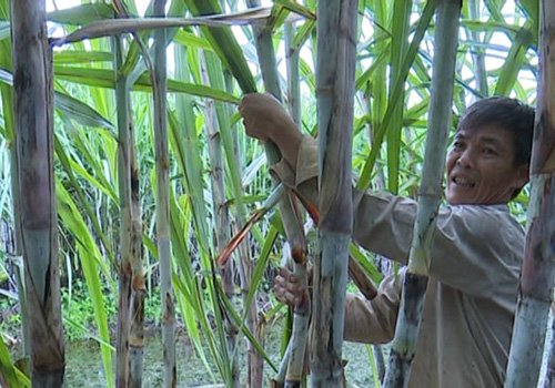 Trồng mía lưu gốc - làm chơi ăn thật