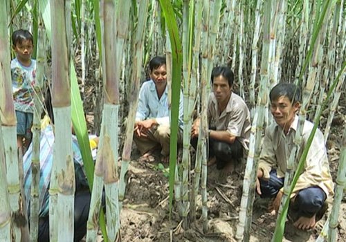 Trồng mía lưu gốc - làm chơi ăn thật