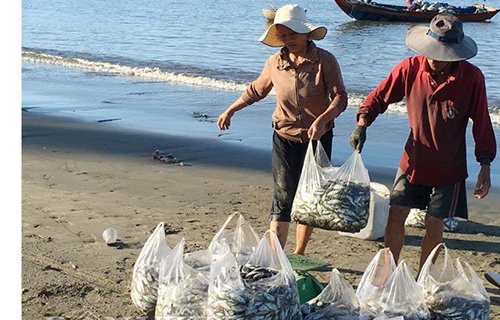 Cho cua, ghẹ ăn... cá "đặc sản"