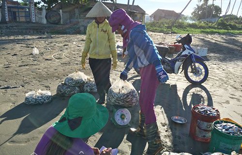 Cho cua, ghẹ ăn... cá "đặc sản"