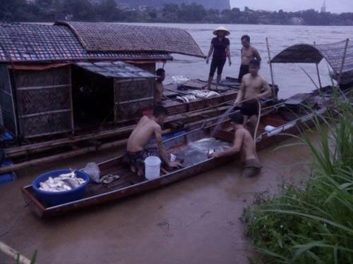 Thanh Hóa: Sau mưa lũ, hơn 60 tấn cá lồng mất trắng