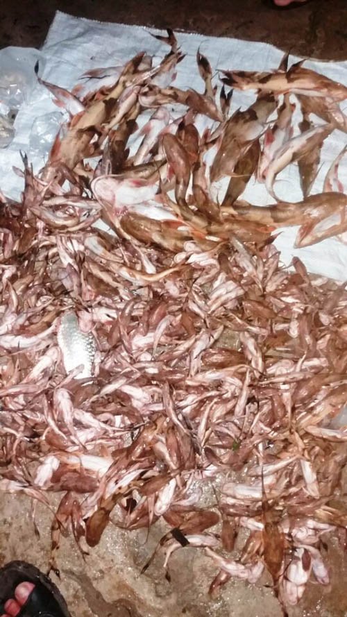 Thanh Hóa: Sau mưa lũ, hơn 60 tấn cá lồng mất trắng
