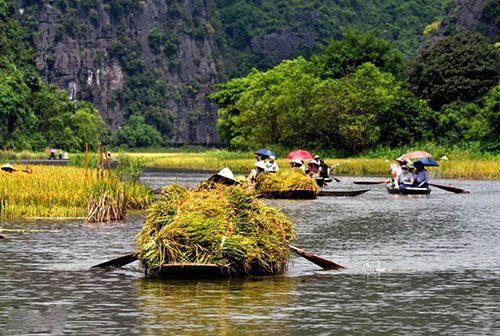 Những điểm ngắm lúa chín đẹp ngỡ ngàng mùa thu