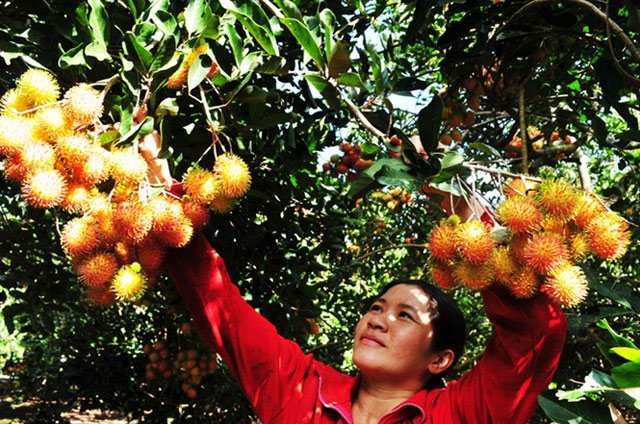 Chôm chôm trên đất sỏi cơm