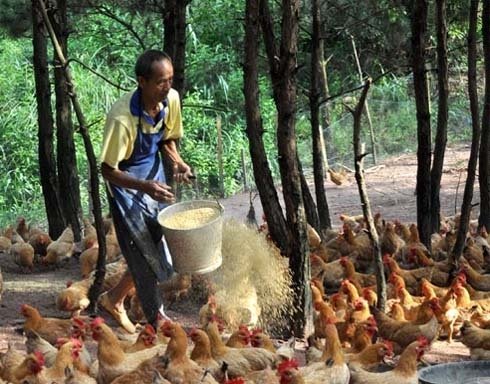 Chuyên gia chỉ cách nhận biết gia cầm, thịt lợn chứa chất vàng ô