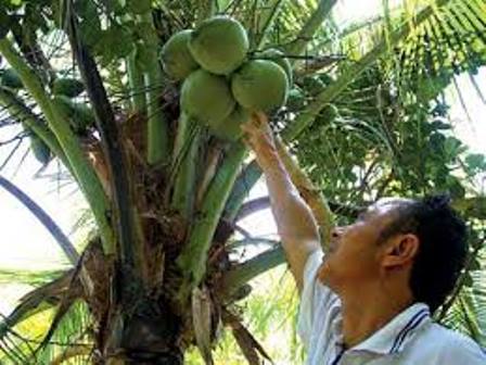 Sản xuất giống dừa sáp bằng phương pháp cấy phôi