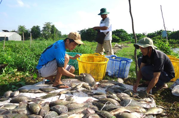 Ăn cá rô phi sẽ bị nhiễm độc: Thiếu căn cứ khoa học và thực tế