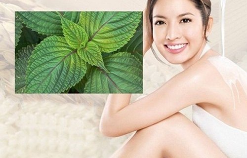 Da trắng căng mướt, sạch mụn sần nhờ 10 lá tía tô