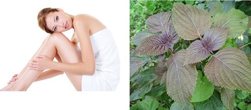 Da trắng căng mướt, sạch mụn sần nhờ 10 lá tía tô