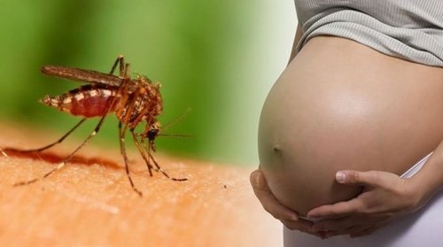 Zika bùng phát ở Singapore, Bộ Y tế 'lệnh' giám sát điểm nguy cơ cao