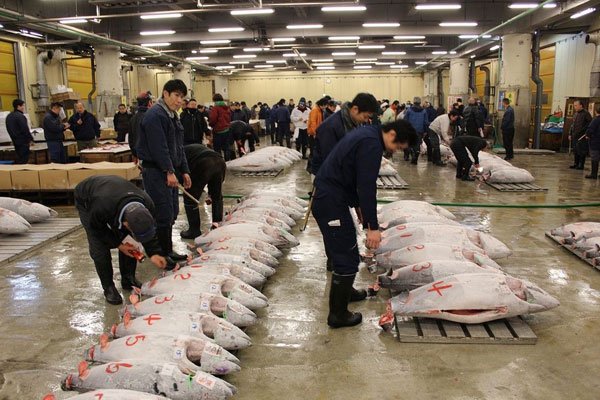 Đủ loại hải sản ngon hết sảy ở khu chợ cá lớn nhất thế giới