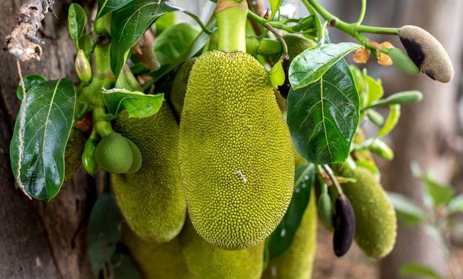 Việt Nam đang sở hữu một loại quả được mệnh danh là cứu tinh của thế giới