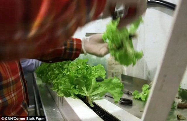 Kiếm “ngon” hơn 300 triệu/tháng nhờ trồng rau trong… khoang tàu