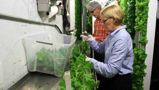 Kiếm “ngon” hơn 300 triệu/tháng nhờ trồng rau trong… khoang tàu