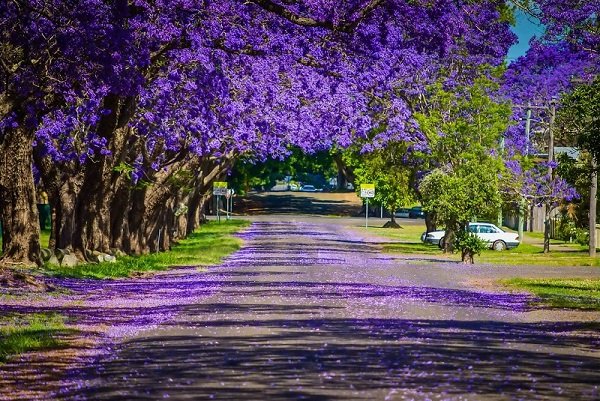 Úc châu – Tím biếc mùa hoa thương nhớ