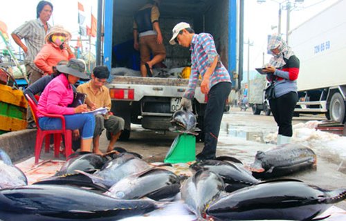 “Dọn đường” để cá ngừ vươn mạnh ra thế giới
