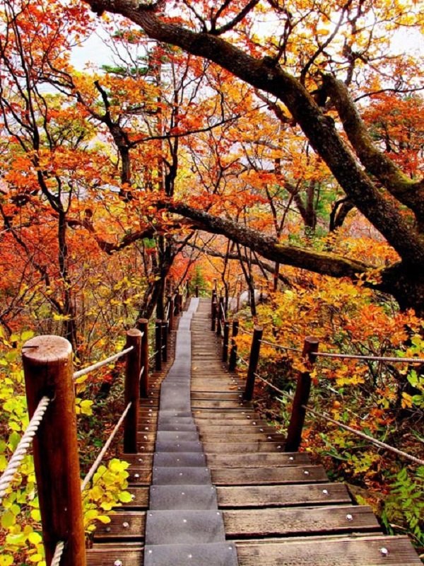 Ngắm mùa thu ngập lá vàng tuyệt đẹp ở khắp nơi trên thế giới