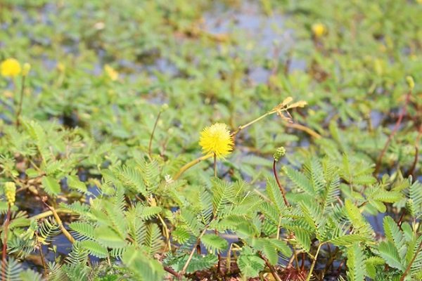 Ảnh đẹp về thiên nhiên miền Tây mùa nước nổi "đốn tim" du khách