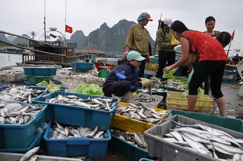 Làm gì để nuôi hải sản, làm muối an toàn ở 4 tỉnh miền Trung?