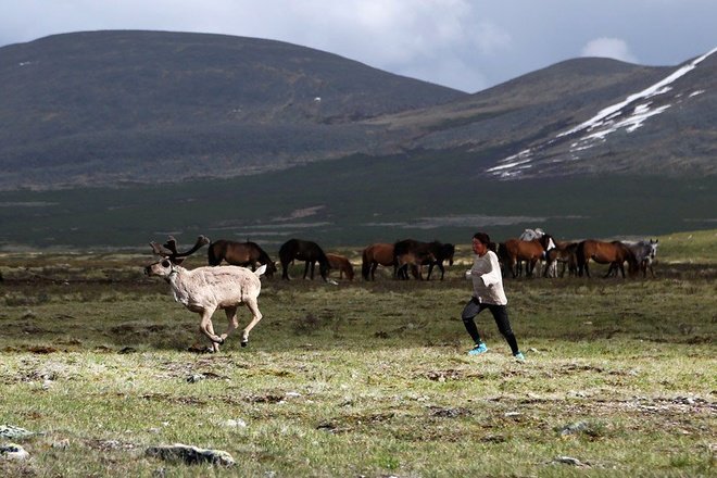 Ảnh: Cuộc sống du mục trên thảo nguyên Mông Cổ