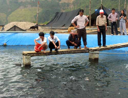 Hội Nghề cá Việt Nam lên tiếng: Cá hồi nuôi tại Việt Nam đảm bảo an toàn thực phẩm