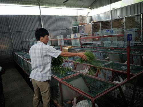 Thôi công chức về quê làm... “vua thỏ”