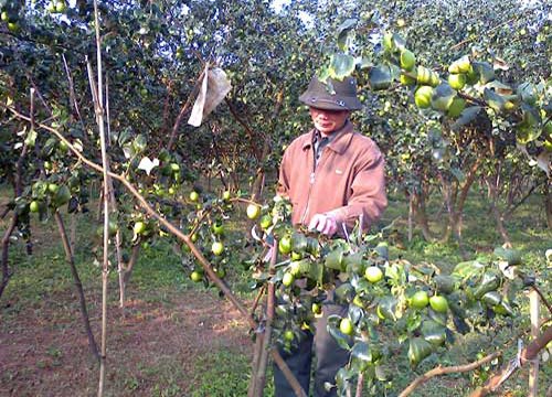 Trồng táo đại, dân Vò Rài thoát nghèo