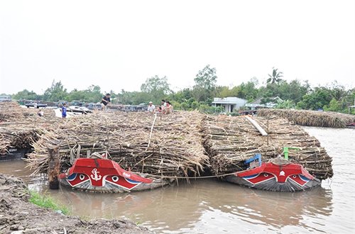 Đường đẩy giá mía tăng, nông dân lãi khá